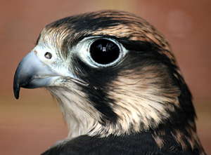 Saker_Falcon_profile_shot